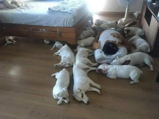 Illustration de l'article : 20 moments drôles et touchants de chiens qui illuminent notre quotidien