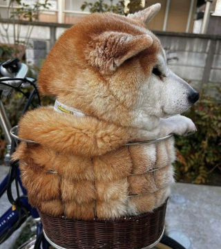 Illustration de l'article : 20 moments drôles et touchants de chiens qui illuminent notre quotidien