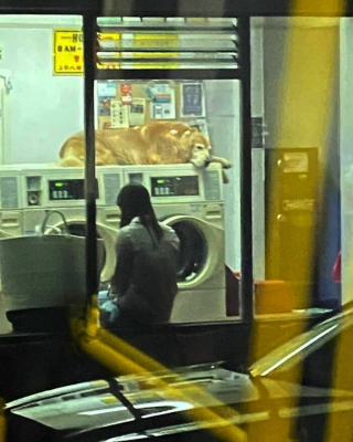 Illustration de l'article : 20 moments drôles et touchants de chiens qui illuminent notre quotidien