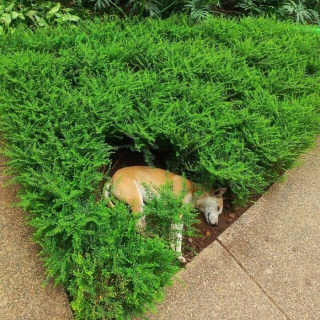 Illustration de l'article : 20 moments drôles et touchants de chiens qui illuminent notre quotidien