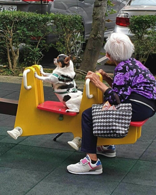 Illustration de l'article : 20 moments drôles et touchants de chiens qui illuminent notre quotidien