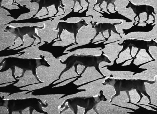 Illustration de l'article : 20 moments drôles et touchants de chiens qui illuminent notre quotidien