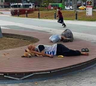 Illustration de l'article : 20 moments drôles et touchants de chiens qui illuminent notre quotidien