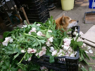 Illustration de l'article : 20 moments drôles et touchants de chiens qui illuminent notre quotidien