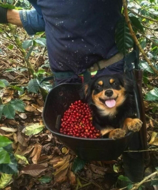Illustration de l'article : 20 moments drôles et touchants de chiens qui illuminent notre quotidien