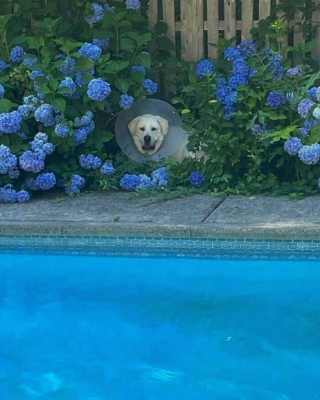 Illustration de l'article : 20 moments drôles et touchants de chiens qui illuminent notre quotidien