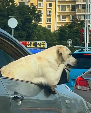 Illustration de l'article : 20 moments drôles et touchants de chiens qui illuminent notre quotidien