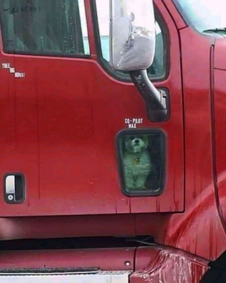 Illustration de l'article : 20 moments drôles et touchants de chiens qui illuminent notre quotidien