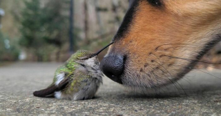 Illustration de l'article : 20 moments drôles et touchants de chiens qui illuminent notre quotidien