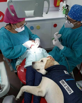 Illustration de l'article : 20 moments drôles et touchants de chiens qui illuminent notre quotidien