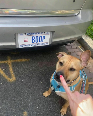 Illustration de l'article : 20 moments drôles et touchants de chiens qui illuminent notre quotidien