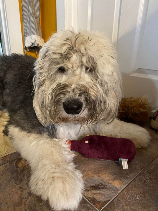 Illustration de l'article : 20 photos de Bobtails que l'on pourrait méprendre pour de gros ours en peluche