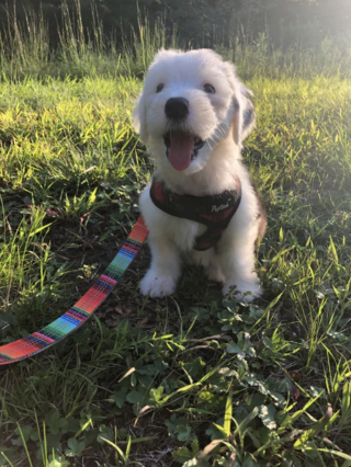 Illustration de l'article : 20 photos de Bobtails que l'on pourrait méprendre pour de gros ours en peluche