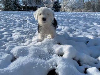 Illustration de l'article : 20 photos de Bobtails que l'on pourrait méprendre pour de gros ours en peluche