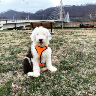 Illustration de l'article : 20 photos de Bobtails que l'on pourrait méprendre pour de gros ours en peluche