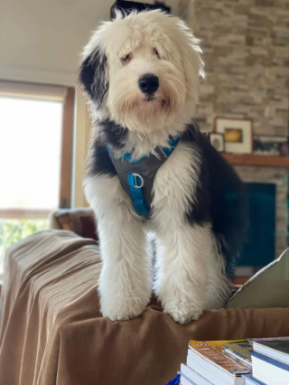 Illustration de l'article : 20 photos de Bobtails que l'on pourrait méprendre pour de gros ours en peluche