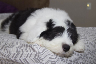 Illustration de l'article : 20 photos de Bobtails que l'on pourrait méprendre pour de gros ours en peluche