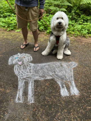 Illustration de l'article : 20 photos de Bobtails que l'on pourrait méprendre pour de gros ours en peluche