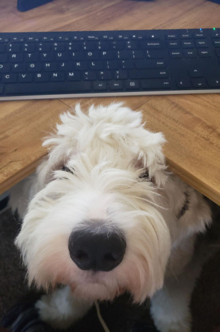 Illustration de l'article : 20 photos de Bobtails que l'on pourrait méprendre pour de gros ours en peluche