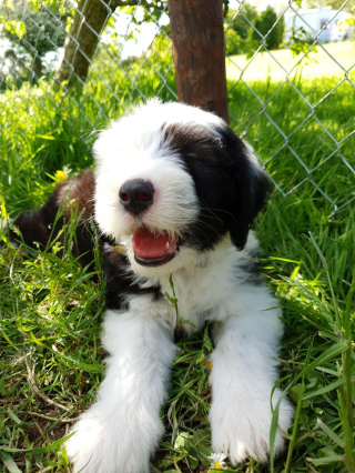 Illustration de l'article : 20 photos de Bobtails que l'on pourrait méprendre pour de gros ours en peluche