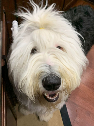 Illustration de l'article : 20 photos de Bobtails que l'on pourrait méprendre pour de gros ours en peluche