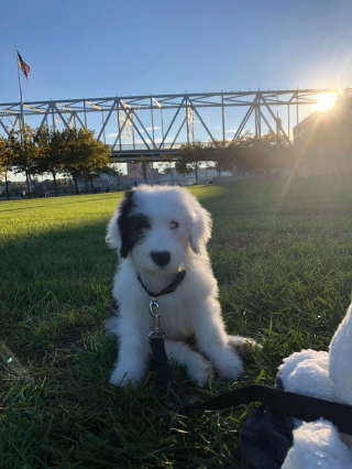 Illustration de l'article : 20 photos de Bobtails que l'on pourrait méprendre pour de gros ours en peluche