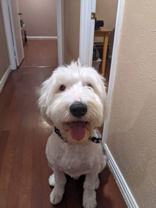 Illustration de l'article : 20 photos de Bobtails que l'on pourrait méprendre pour de gros ours en peluche