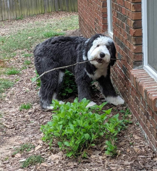 Illustration de l'article : 20 photos de Bobtails que l'on pourrait méprendre pour de gros ours en peluche