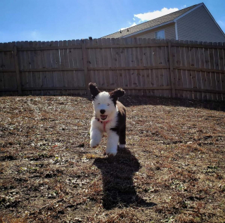 Illustration de l'article : 20 photos de Bobtails que l'on pourrait méprendre pour de gros ours en peluche