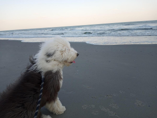 Illustration de l'article : 20 photos de Bobtails que l'on pourrait méprendre pour de gros ours en peluche