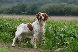 Illustration de l'article : Epagneul Breton