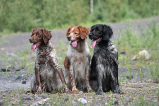 Illustration de l'article : Epagneul Breton