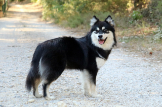Illustration de l'article : Chien Finnois de Laponie