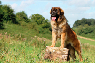 Illustration de l'article : Leonberger