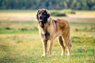 Illustration de l'article : Leonberger