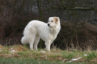 Illustration de l'article : Chien de Montagne des Pyrénées