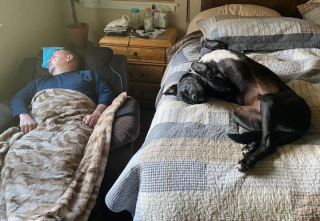 Illustration de l'article : 9 photos de chiens ayant conquis le cœur des papas les plus récalcitrants