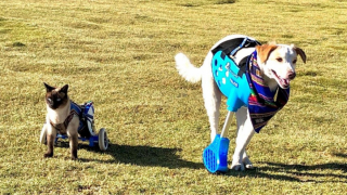 Illustration de l'article : Un chat paralysé et un chien handicapé deviennent inséparables et apprennent ensemble à vivre avec leur handicap