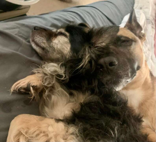 Illustration de l'article : Ces deux chiens inséparables restent meilleurs amis, même dans la séparation  