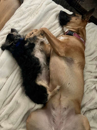 Illustration de l'article : Ces deux chiens inséparables restent meilleurs amis, même dans la séparation  