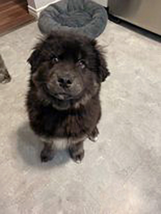 Illustration de l'article : Une véritable course contre la montre pour sauver quatre adorables chiots d’une décharge enneigée