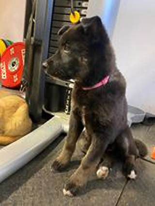 Illustration de l'article : Une véritable course contre la montre pour sauver quatre adorables chiots d’une décharge enneigée