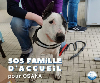 Illustration de l'article : Une chienne victime d’un AVC attend patiemment pendant 2 ans au refuge en quête d’une vie heureuse