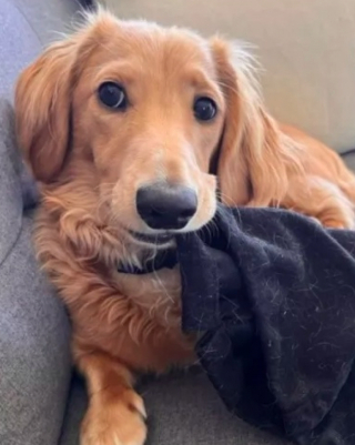 Illustration de l'article : Un jeune Teckel Miniature de 11 mois cause une belle frayeur à ses maîtres, abîmant leur passeport le jour de leur départ en lune de miel