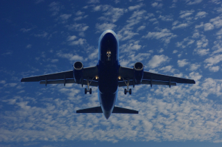 Illustration de l'article : Un jeune Teckel Miniature de 11 mois cause une belle frayeur à ses maîtres, abîmant leur passeport le jour de leur départ en lune de miel