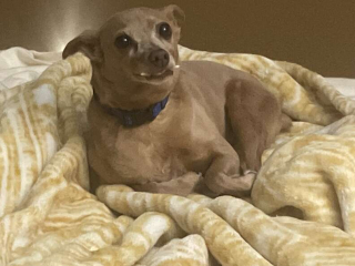 Illustration de l'article : Un chien sénior ramené au refuge à cause de sa particularité physique cherche une famille adoptive