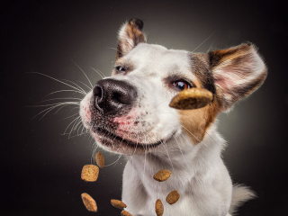 Illustration de l'article : 20 photos capturant les expressions de chiens attrapant des friandises en plein vol