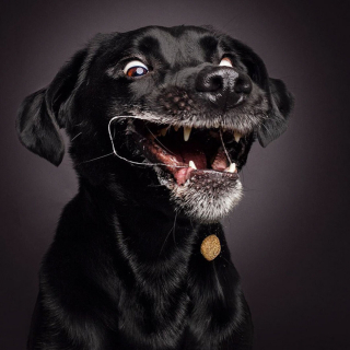Illustration de l'article : 20 photos capturant les expressions de chiens attrapant des friandises en plein vol