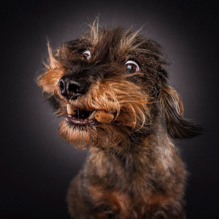 Illustration de l'article : 20 photos capturant les expressions de chiens attrapant des friandises en plein vol