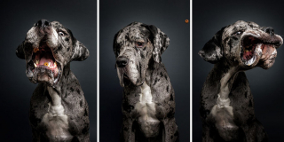 Illustration de l'article : 20 photos capturant les expressions de chiens attrapant des friandises en plein vol